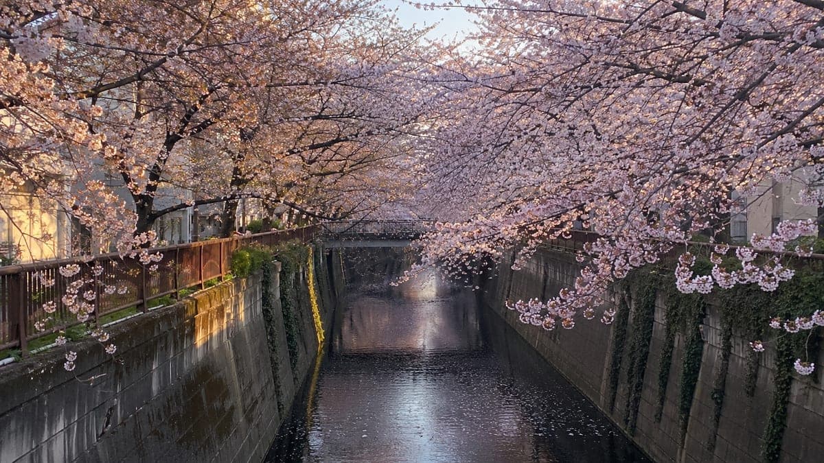 Meguro River Cherry Blossom Course running course
